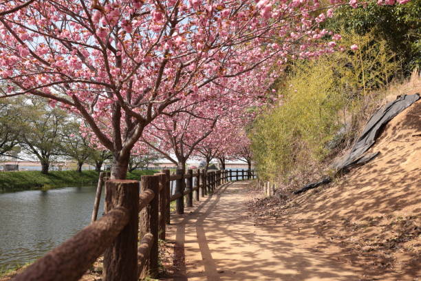 istock Double cherry blossoms blooming in a riverside park 1395686204