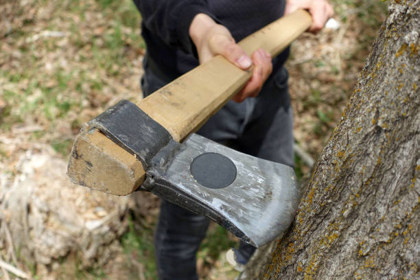 istock felling trees with an ax, tree slaughter, cutting trees without permission, trees and axes, 1395686946