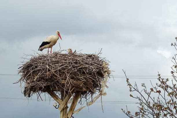 istock a stork's nest and a brooding female stork and a male stork next to it, 1395687281