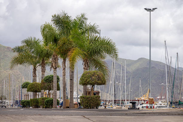 Palm and fig trees at the harbor in the center of Santa Cruz which is the main city on the Spanish Canary Island Tenerife