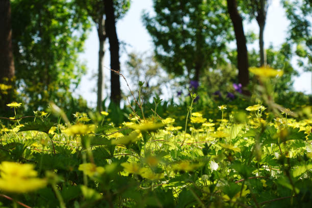 Cosmos flowers blooming on the roadside.