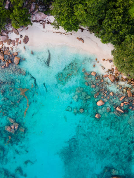 istock Praslin Seychelles tropical island with withe beaches and palm trees, Anse Lazio beach ,Palm tree stands over deserted tropical island dream beach in Anse Lazio, Seychelles 1395690174