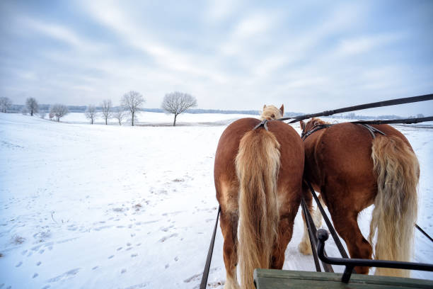 istock sleigh ride in Masuria 1395691439
