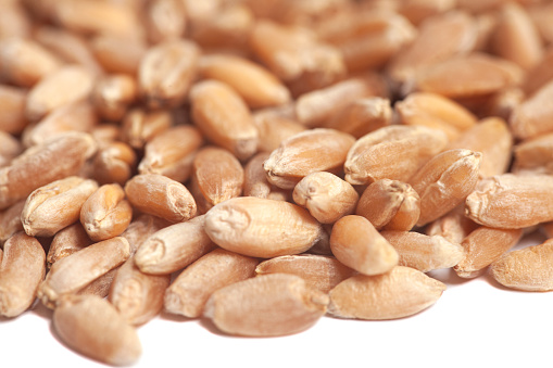 Grains of wheat isolated on white background