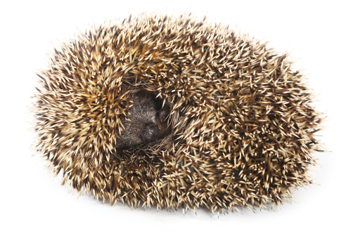Little needle hedgehog roll oneself up into a ball on white background
