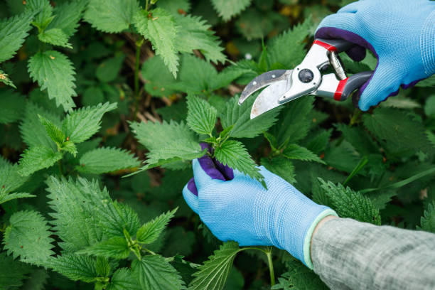 istock Hands with gardening gloves and pruning shears picking nettle leaves 1395692452