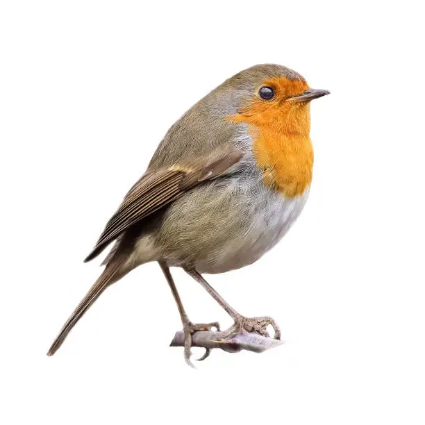 eurasian robin on a branch and izoleted white background