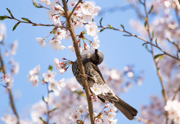 istock cherry Blossoms and Wild Birds 1395693958