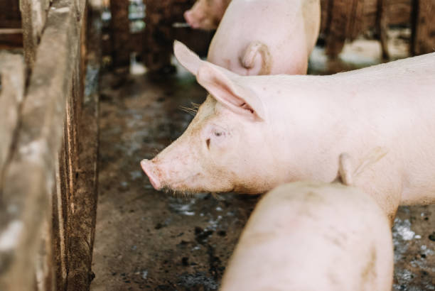 istock farming pig in Thailand 1395695223
