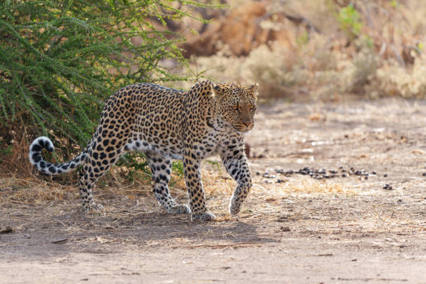 istock Leopard  hunting in Mashatu Game Reserve 1395695931