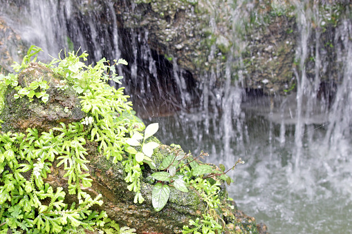 Wet ferns and alpine plants grow on a rock. Blurred in the background is water falling off a large boulder into a pond. Tropical garden details: Southeast Asia, no people.