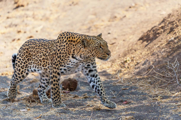 istock Leopard  hunting in Mashatu Game Reserve 1395696003