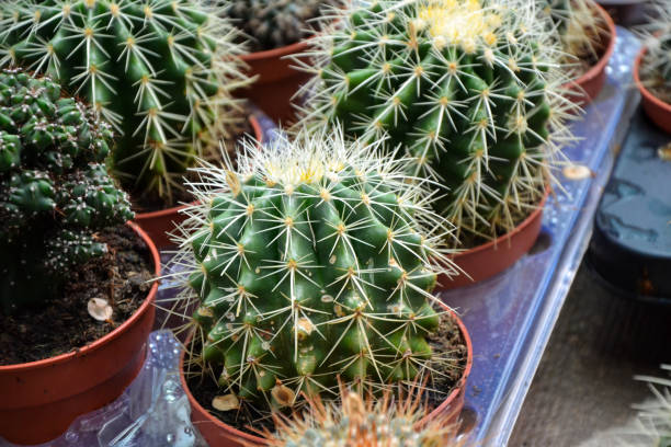 istock Cactus plants. Echinocactus echinopsis. Cultivated cacti plants. Wild succulent. 1395696028