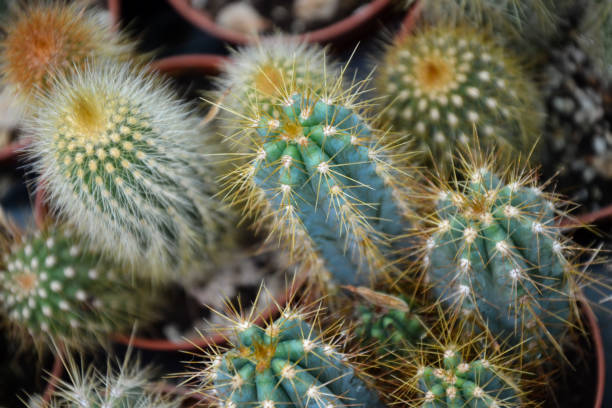 istock Cactus plants. Echinocactus echinopsis. Cultivated cacti plants. Wild succulent. 1395696031