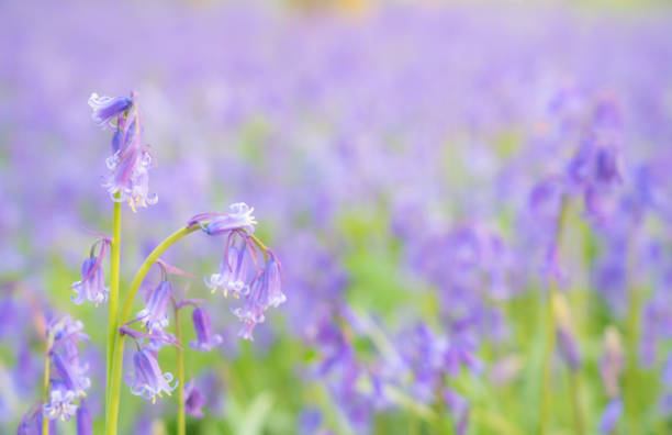 Purple harebell flowers. Flowering plant close-up. Hyacinthoides. Bluebell.