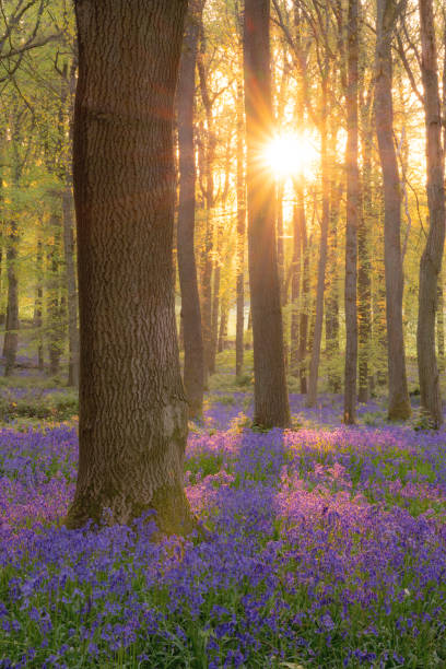 istock Bluebells In An English Beechwood 1395697111
