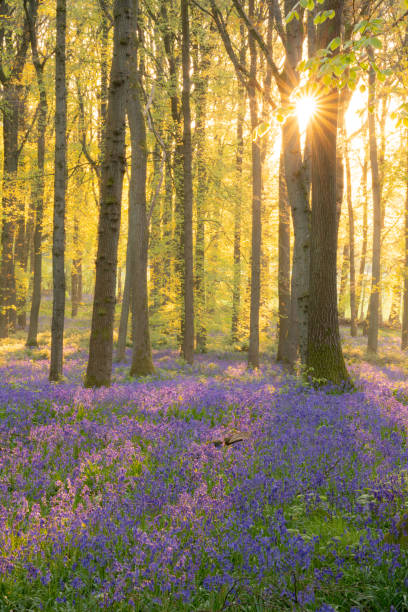 istock Bluebells In An English Beechwood 1395697163