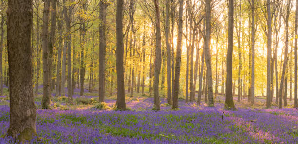 istock Bluebells In An English Beechwood 1395697302