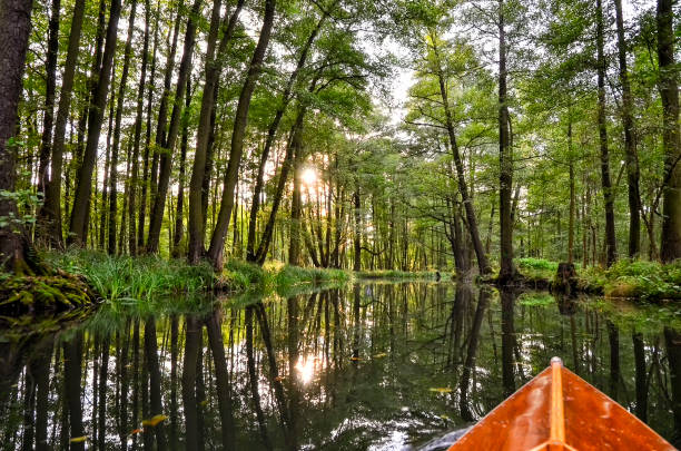 landscape in the Spreewald in Brandenburg in Germany landscape with rivers and forest in the Spreewald in Brandenburg in Germany spreewald stock pictures, royalty-free photos & images