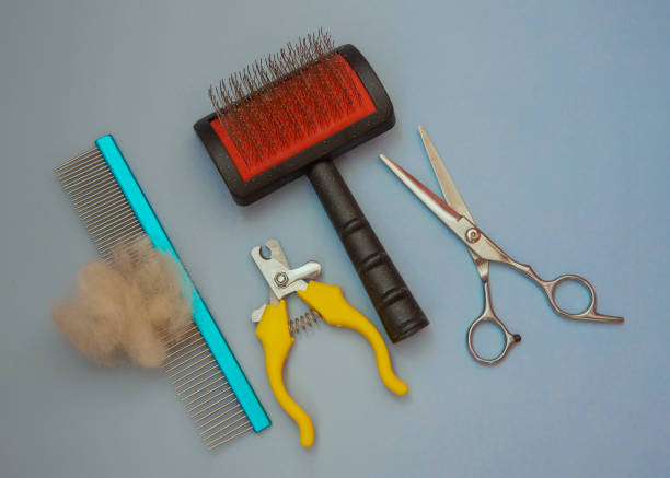 istock Groomer tools combs and scissors for dogs on a blue background 1395697518