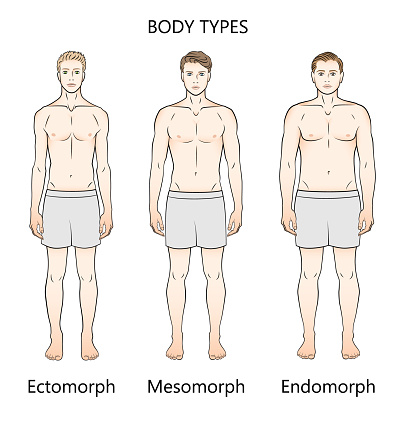 Human Body Types Three Figures Forms Ectomorph Mesomorph And Endomorph ...