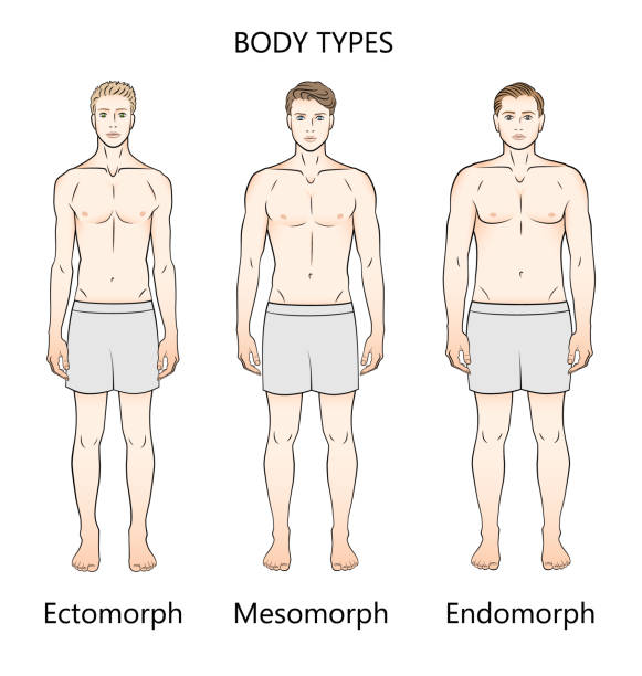 Human Body Types Three Figures Forms Ectomorph Mesomorph And Endomorph  Stock Illustration - Download Image Now - iStock