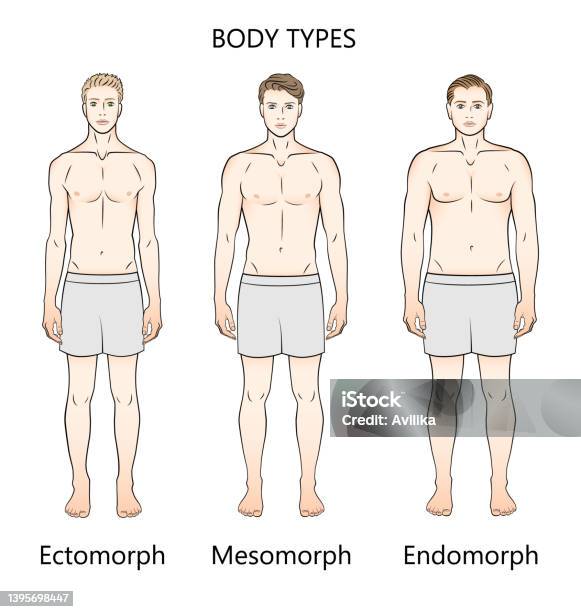 Human Body Types Three Figures Forms Ectomorph Mesomorph And Endomorph ...