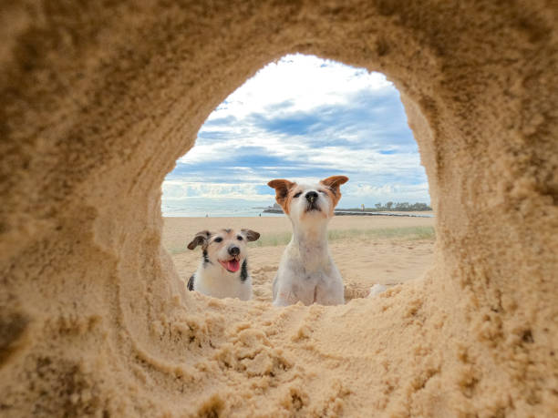 dwa jack russell terriery na piasku na plaży.  jeden mężczyzna jedna kobieta. patrząc w dziurę w piasku na kamerę. siedząc blisko siebie.  kobieta z wyciągniętą szyją. niebo i ocean w tle.  gold coast queensland australia - swimming animal beach casual loving zdjęcia i obrazy z banku zdjęć