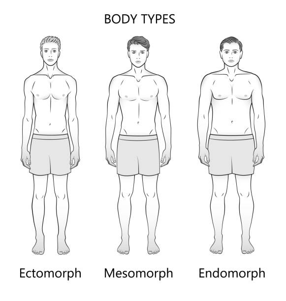 illustrazioni stock, clip art, cartoni animati e icone di tendenza di tipi di corpo umano. tre figure, in bianco e nero. forme: ectomorfo, mesomorfo ed endomorfo. - 292