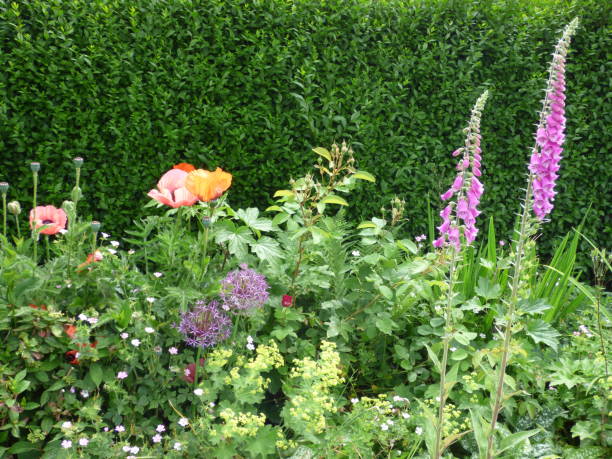 istock Garden flowers 1395699965