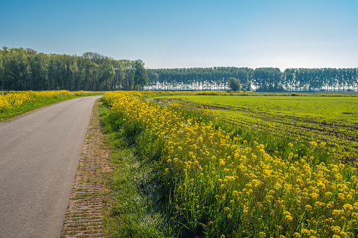 Yellow flowering rapeseed along a curving country road. It is a sunny day in the spring season. The photo was taken in the Dutch province of North Brabant.