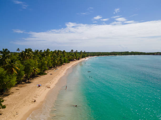 salines beach, sainte-anne, martinique, french antilles - grande anse des salines beach photos et images de collection