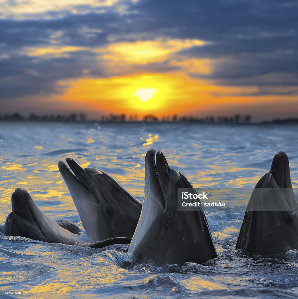 Bottlenose dolphins basking in the sunset The bottle-nosed dolphins in sunset light Dolphin Stock Photo