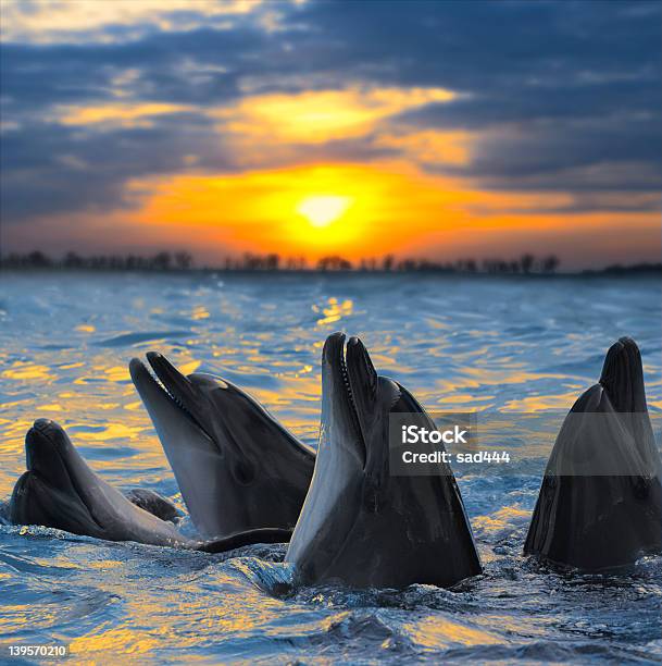 Bottlenose Dolphins Basking In The Sunset Stock Photo - Download Image Now - Dolphin, Sunset, Blue