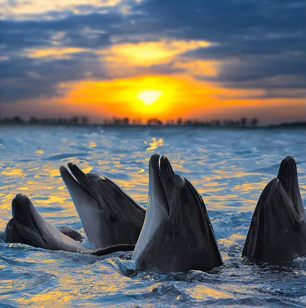 как дельфины, расположенного на закате - dolphin porpoise mammal sea стоковые фото и изображения