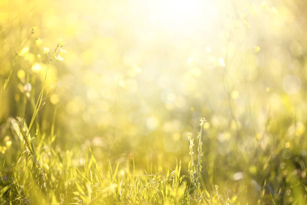 Close-up of wildflowers on the meadow. Floral backgrounds