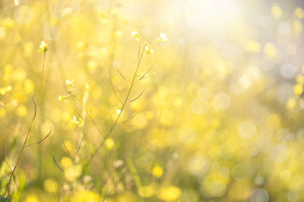 istock Springtime in meadow - little yellow flowers 1395702694