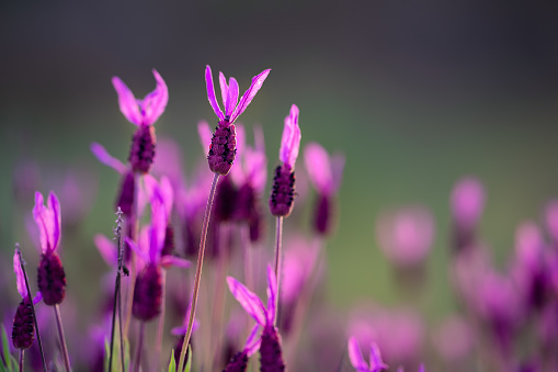 Lavender field during sunset, close-up