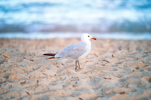 A seagull bird