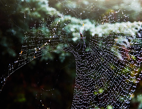 Natural pattern traced out in water droplets clinging to a spider web.