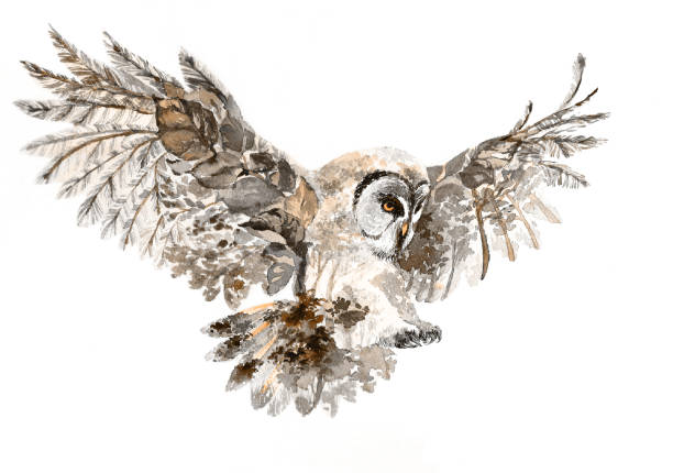 ilustraciones, imágenes clip art, dibujos animados e iconos de stock de búho marrón sobre fondo blanco, ilustración en acuarela - owl
