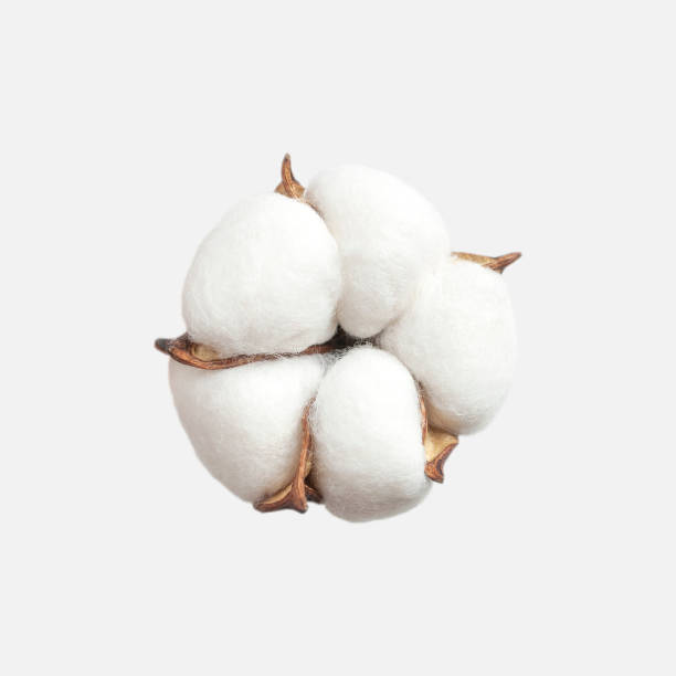 Different cotton flowers isolated on light gray background flat lay. Delicate white fluffy cotton. Collection of cotton plants, dry bud. Cut flower for design, layout, template