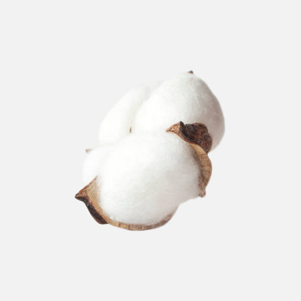 istock Different cotton flowers isolated on light gray background flat lay. Delicate white fluffy cotton. Collection of cotton plants, dry bud. Cut flower for design, layout, template 1395705530
