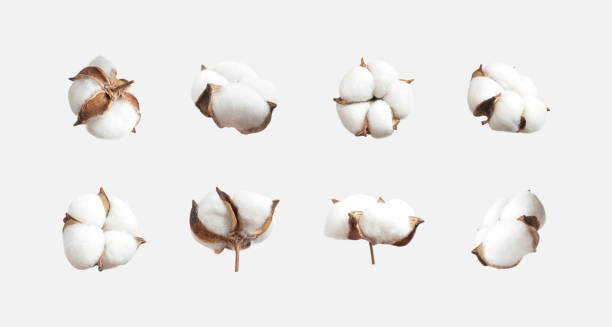 verschiedene baumwollblumen isoliert auf hellgrauem hintergrund flach gelegt. zarte weiße, flauschige baumwolle. sammlung von baumwollpflanzen, trockene knospen. schnittblume für design, layout, vorlage - baumwolle stock-fotos und bilder