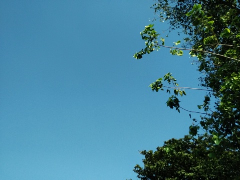 The background of the sunlight sky is cloudless, adjust the green tree leaves from the right corner.