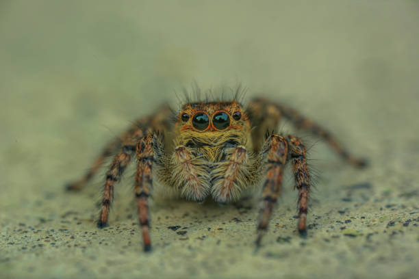 istock jumping spider with beautiful eyes. 1395705682