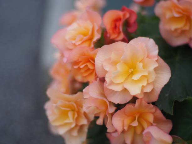 istock Orange Begonia blooming in the morning 1395705898