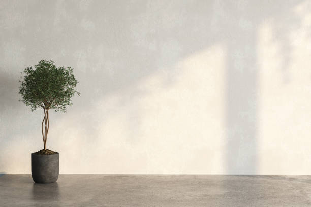 istock Olive plant in the beside the wall with sun light shine 1395706007