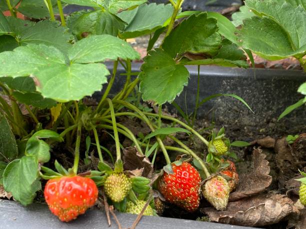 istock Selected focus for ripe Strawberry 1395706074