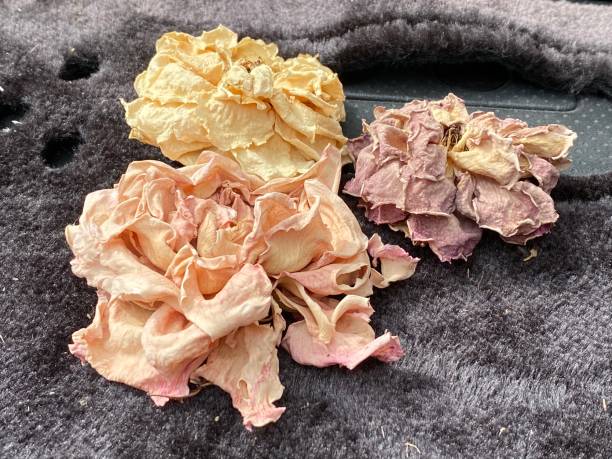 foto de hermosas rosas secas - rose pattern yellow dried plant fotografías e imágenes de stock